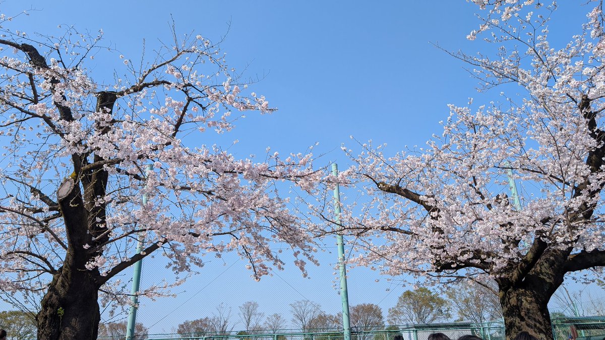 slash88m's tweet photo. 梅ヶ丘の桜
 #桜 #梅ヶ丘 https://t.co/hUTq4wF7NT