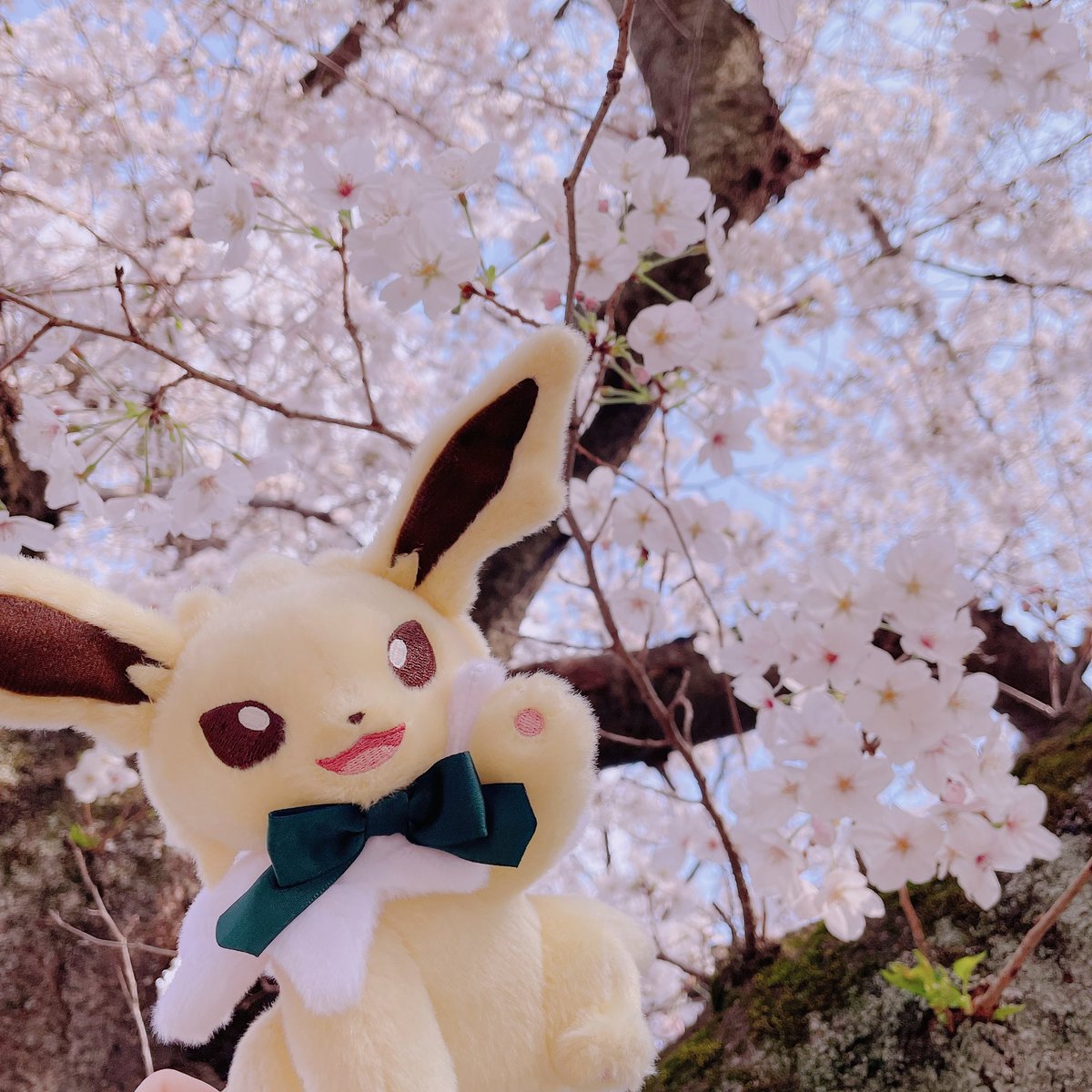 グレイシアちゃんとお友達 tweet media