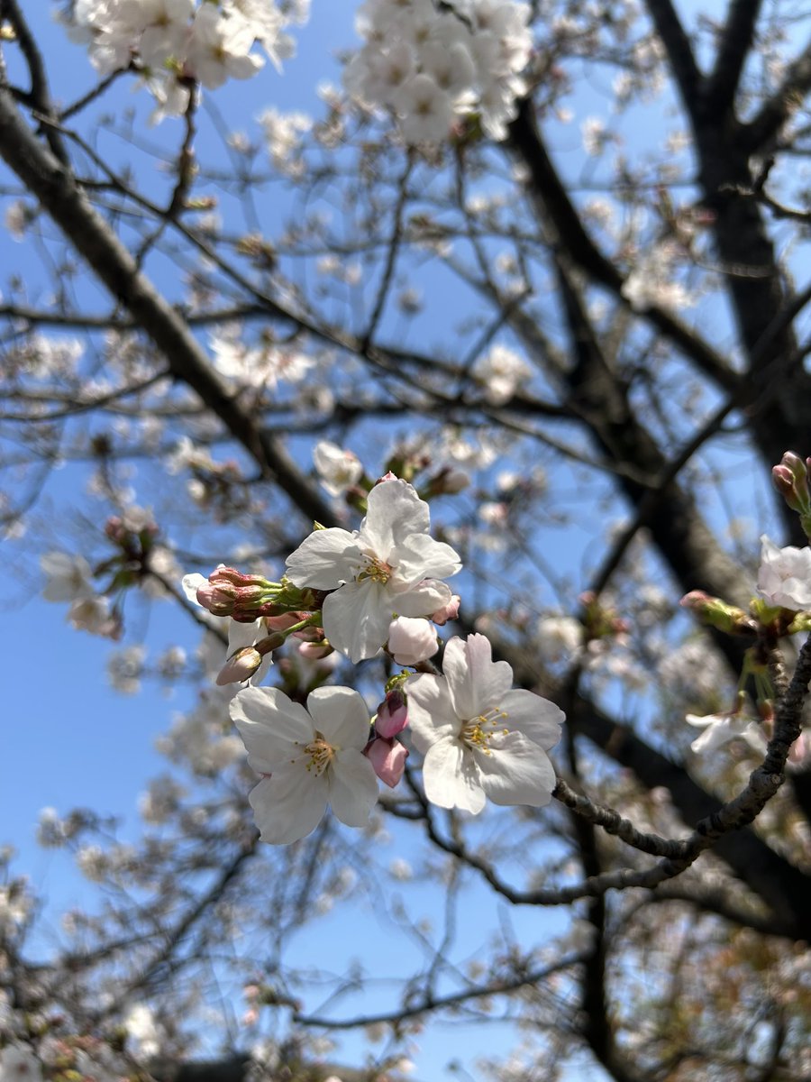 ☆ともみ☆くまモンFUNSNo.1994❤️ tweet media