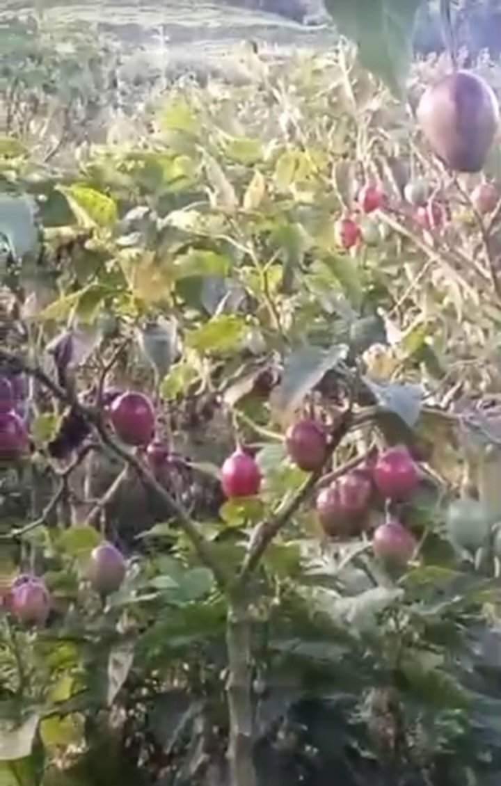 Umurerwa Chall tweet media