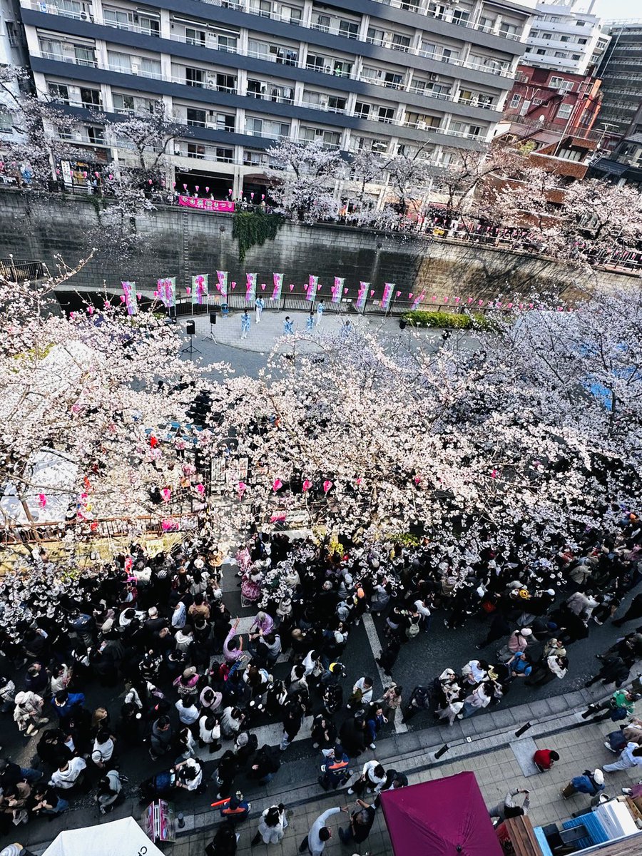 yuuki_matsuri's tweet image. 桜の下で🌸

第40回 #中目黒 桜まつりに出演させていただきありがとうございました‼️
40年の歴史ある桜まつりに今年もお声掛けいただきとても光栄でした！

昨年も出演させていただきましたが今年はさらに沢山の人に来ていただいて嬉しかったです✨️

桜の下で聞く #MATSURI