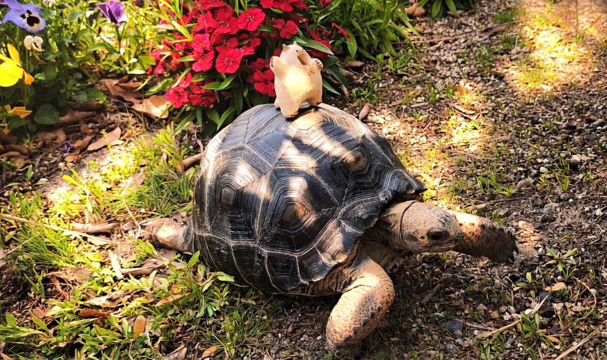 Panda Tortoise tweet media