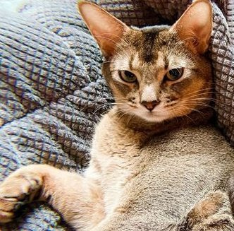 แมวโง่อยากเป็นเอลฟ์อิสระ¹⁰ tweet media