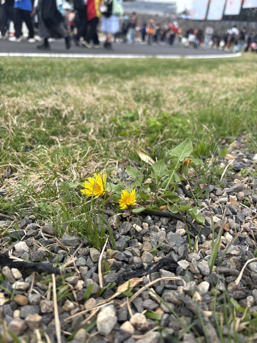 ゆるく生きるまよち🦒 tweet media