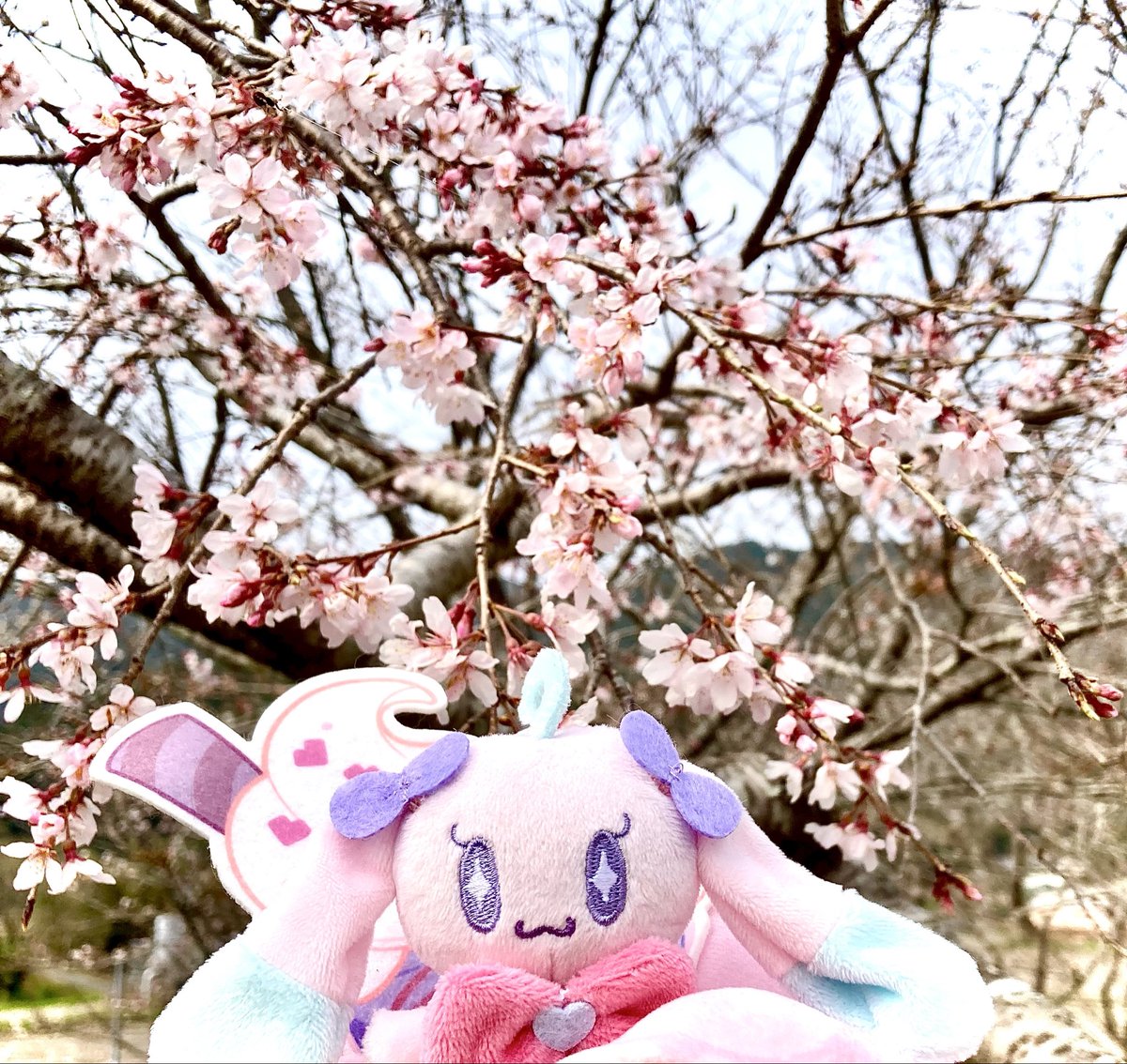 🌟🪄アニ☆スタNEW🏵️(※本物) tweet media