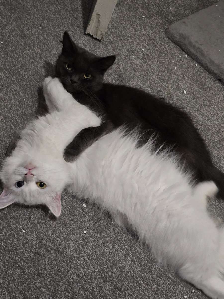 Paul stringer tweet media