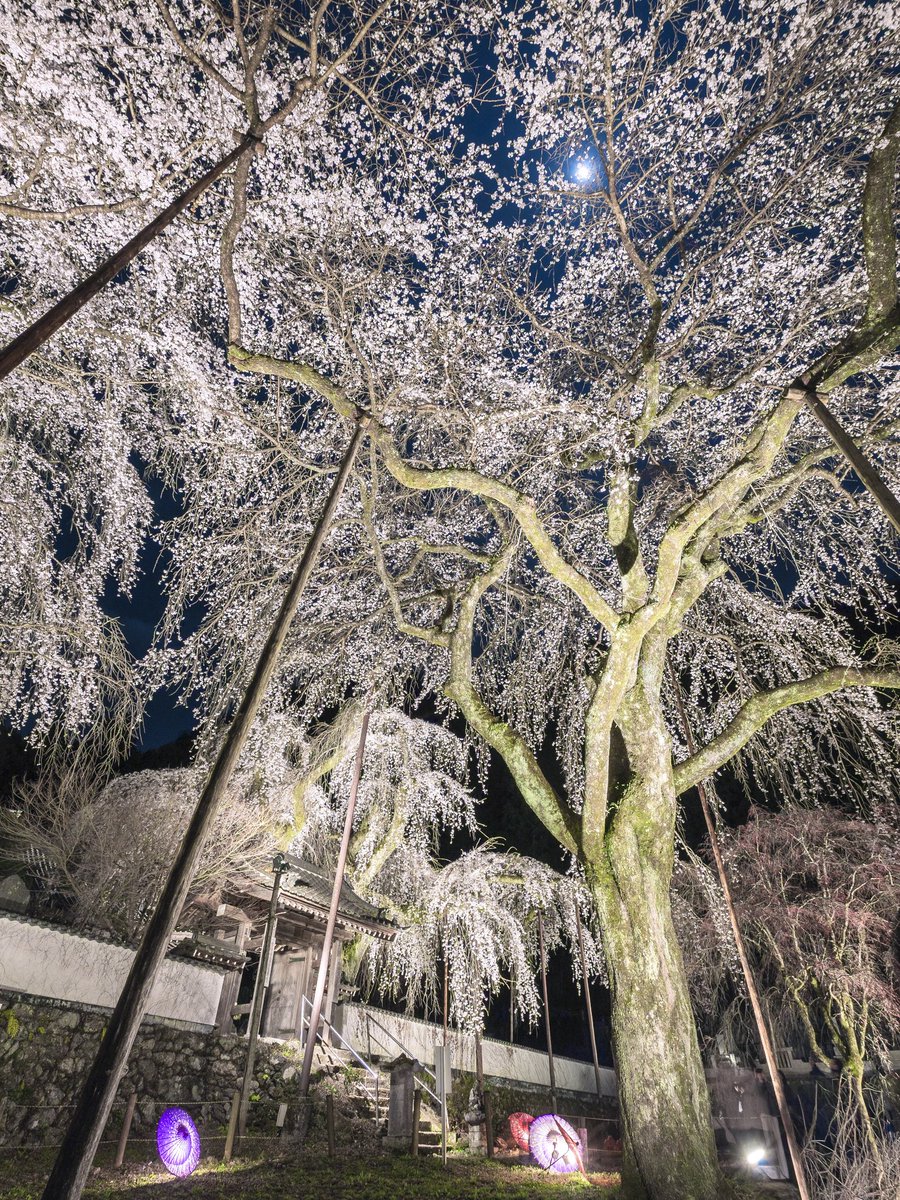 𝚋𝚒𝚛𝚍 tweet media