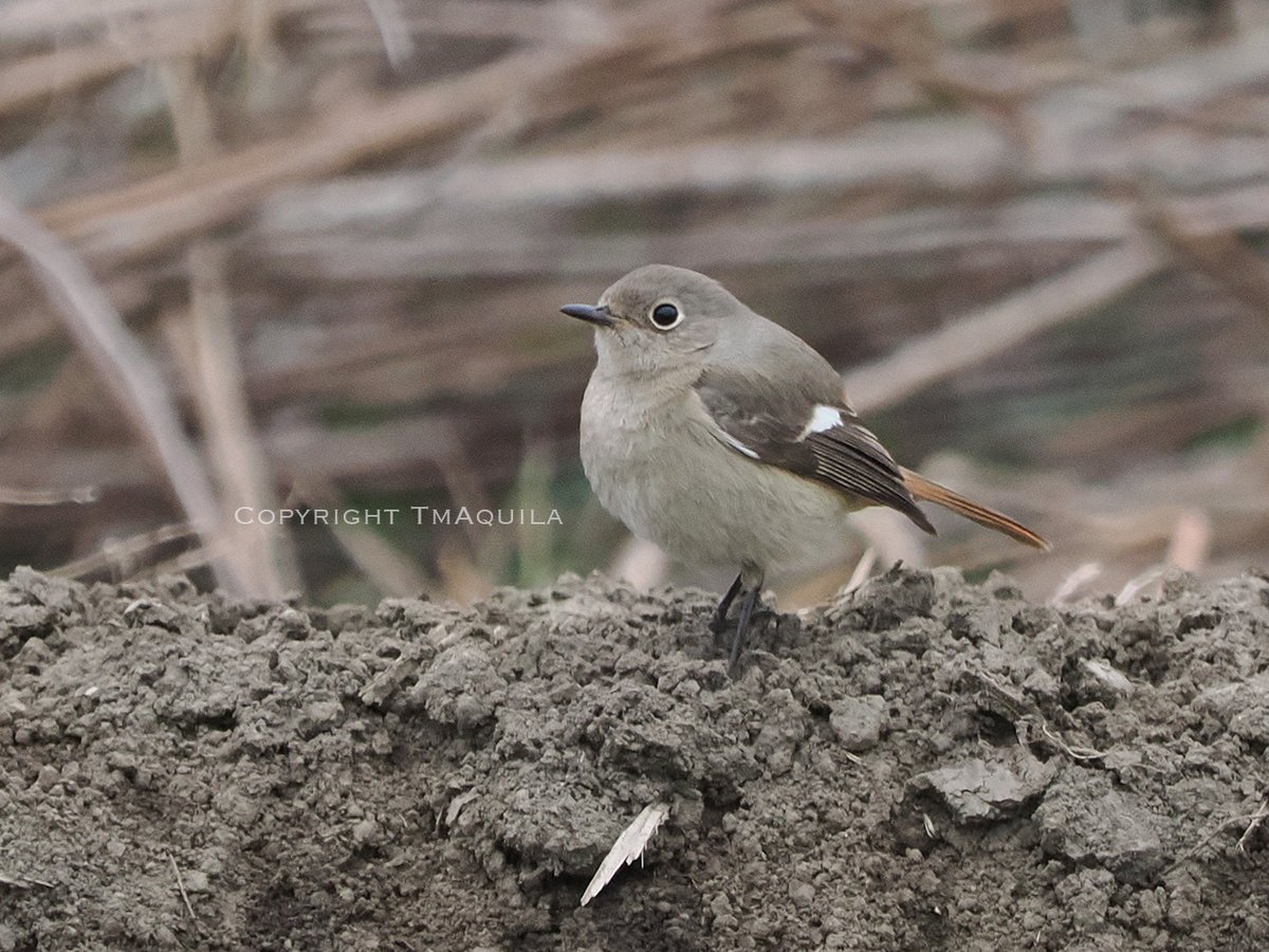 tMAquila tweet media