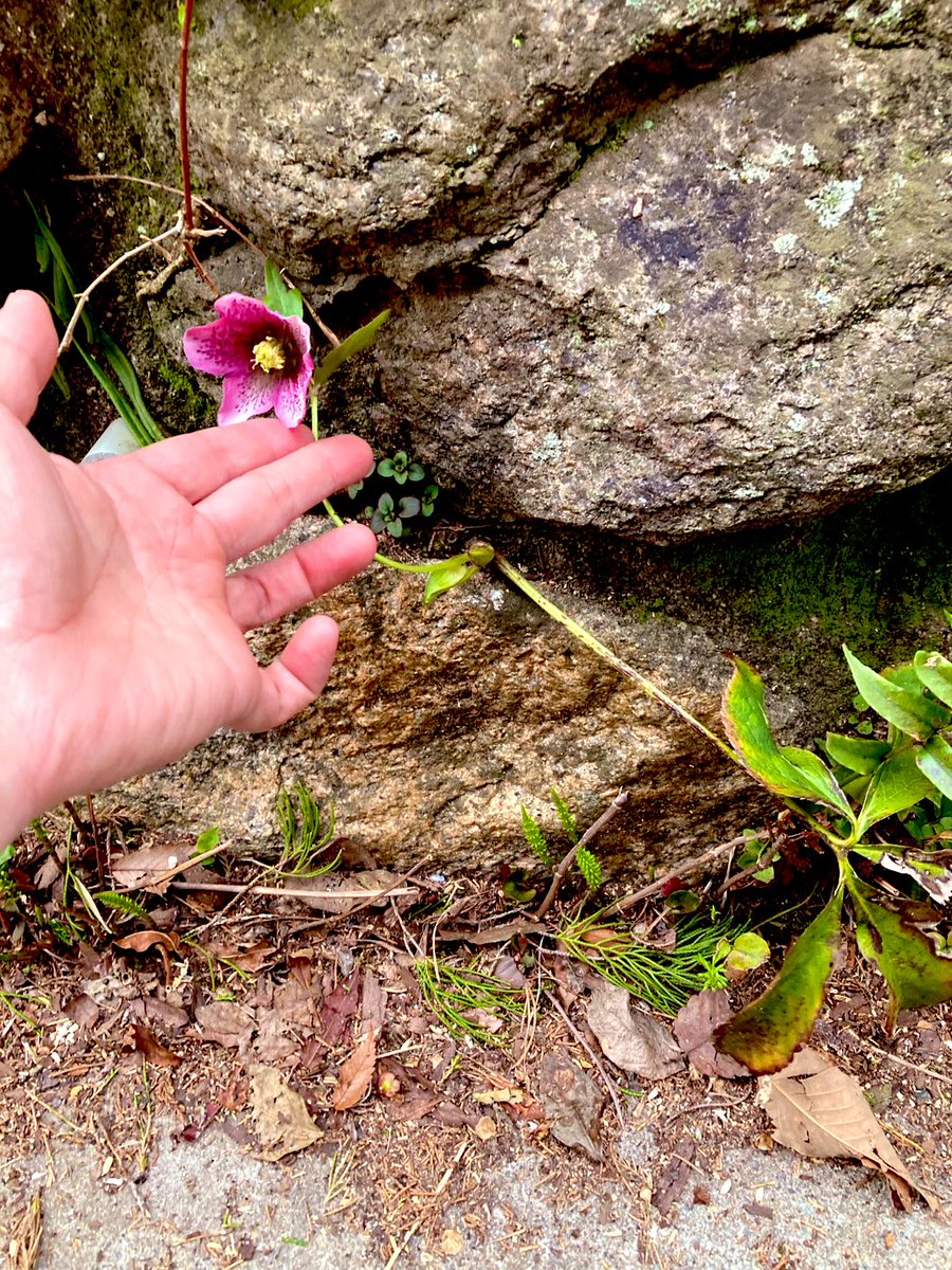 トリバルウ tweet media