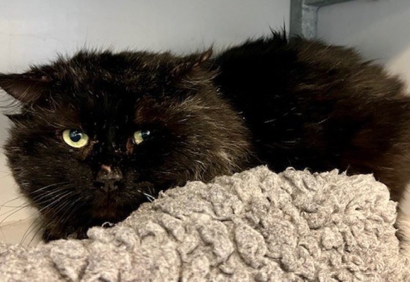 Jemo💙 (FIV+) is een bange kerel die tijd, geduld en veel liefde nodig heeft. 

Bent u die persoon die hem dat allemaal kan geven?

Kijk dan hier:  ikzoekbaas.dierenbescherming.nl/asieldier/katt… 

Over FIV: zuiderzeezwerfdieren.nl/fiv-kattenaids/ #ZuiderzeeZwerfdieren

Delen = ❤

#AdoptDontShop #FIV
#langharig