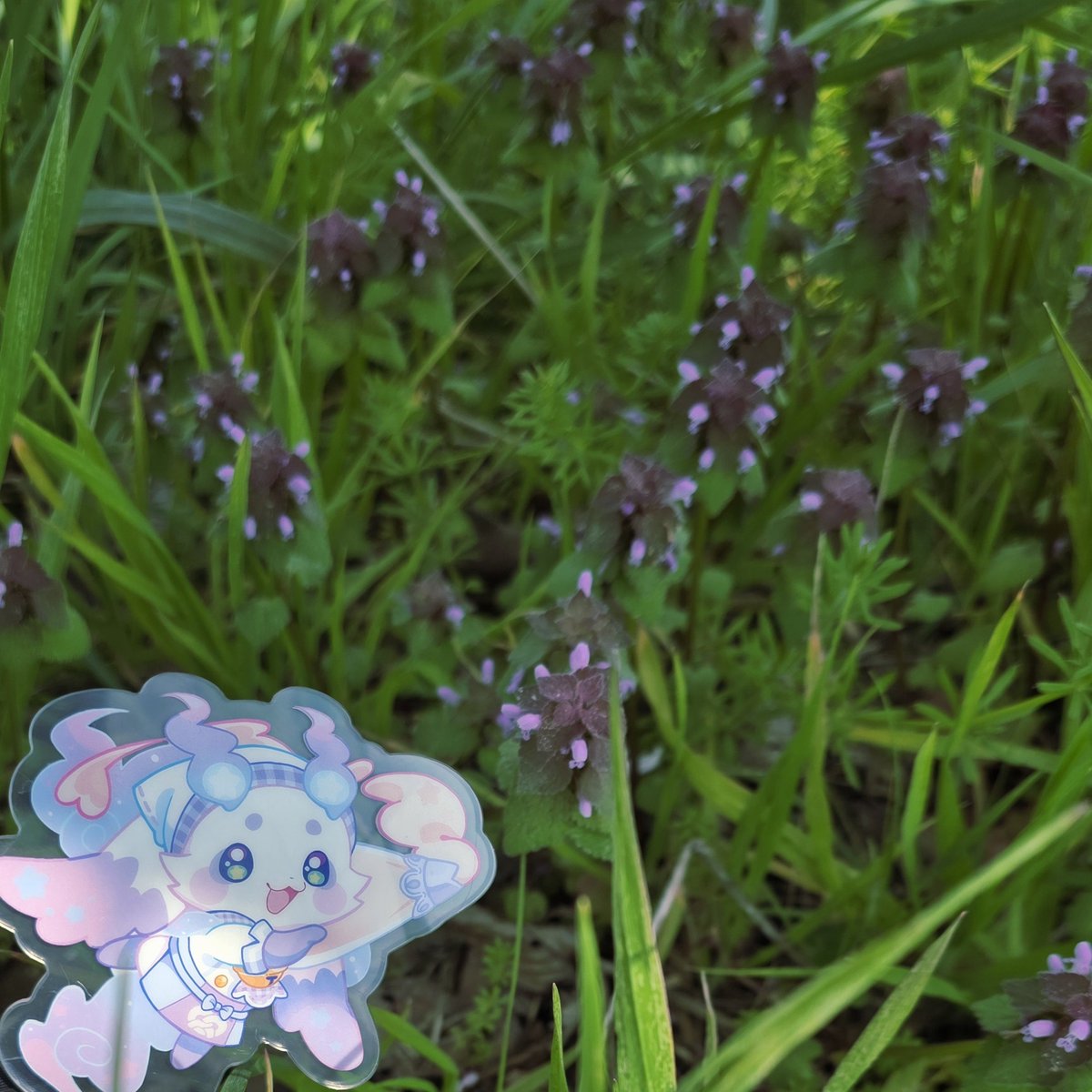 のねこ tweet media