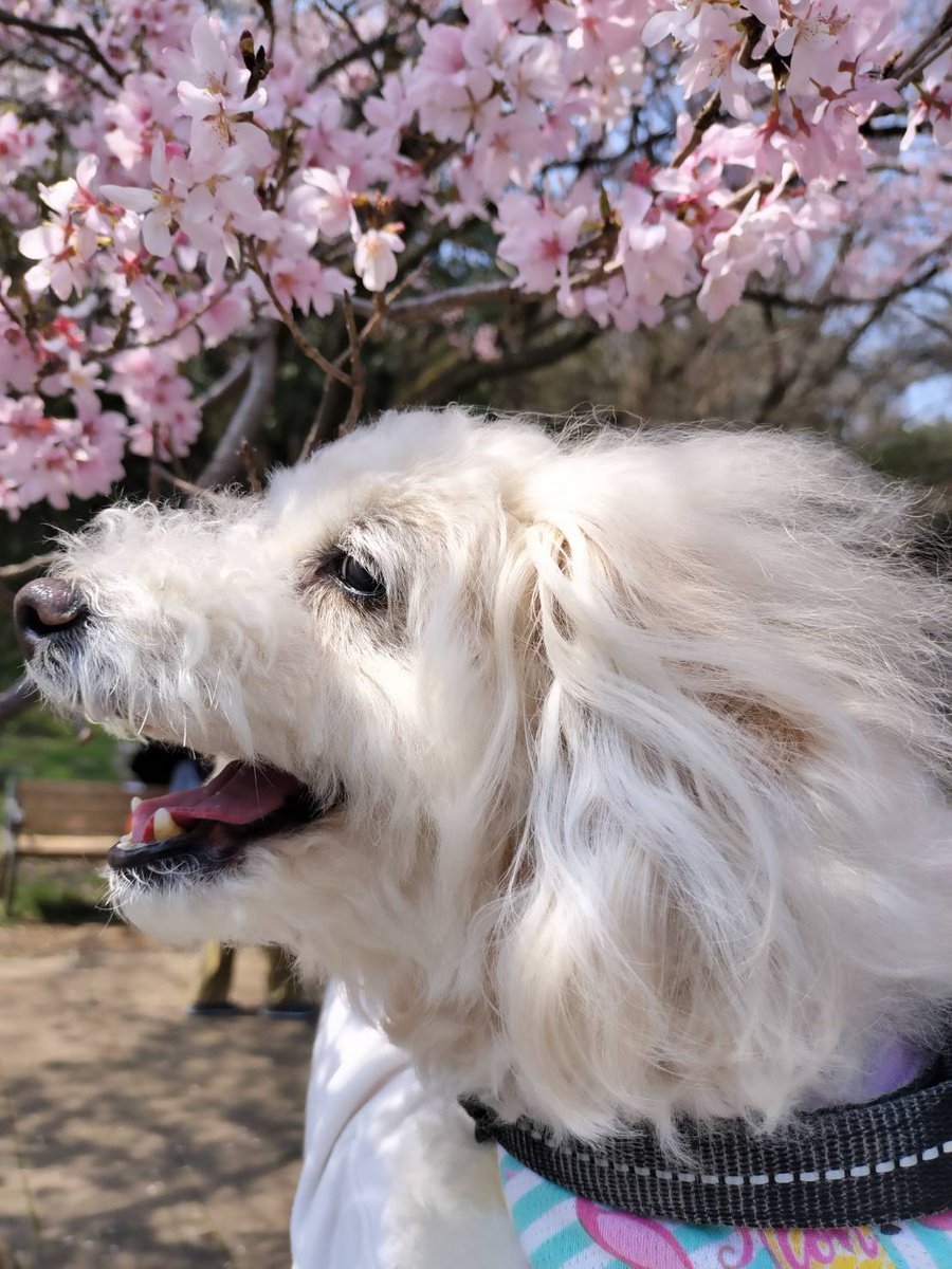 みりのみり歩🐾ᵕ̈ tweet media