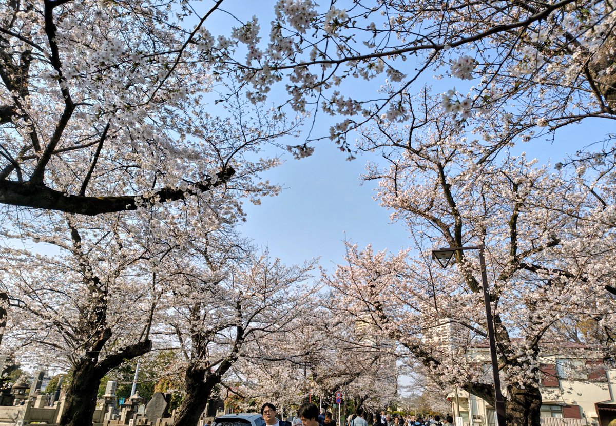 ganbaouenjun's tweet photo. 天気がよいので主人と近所でお花見🌸
帰り、喫茶店で食事しました🍴😋🍴 https://t.co/nFmu8LncWU
