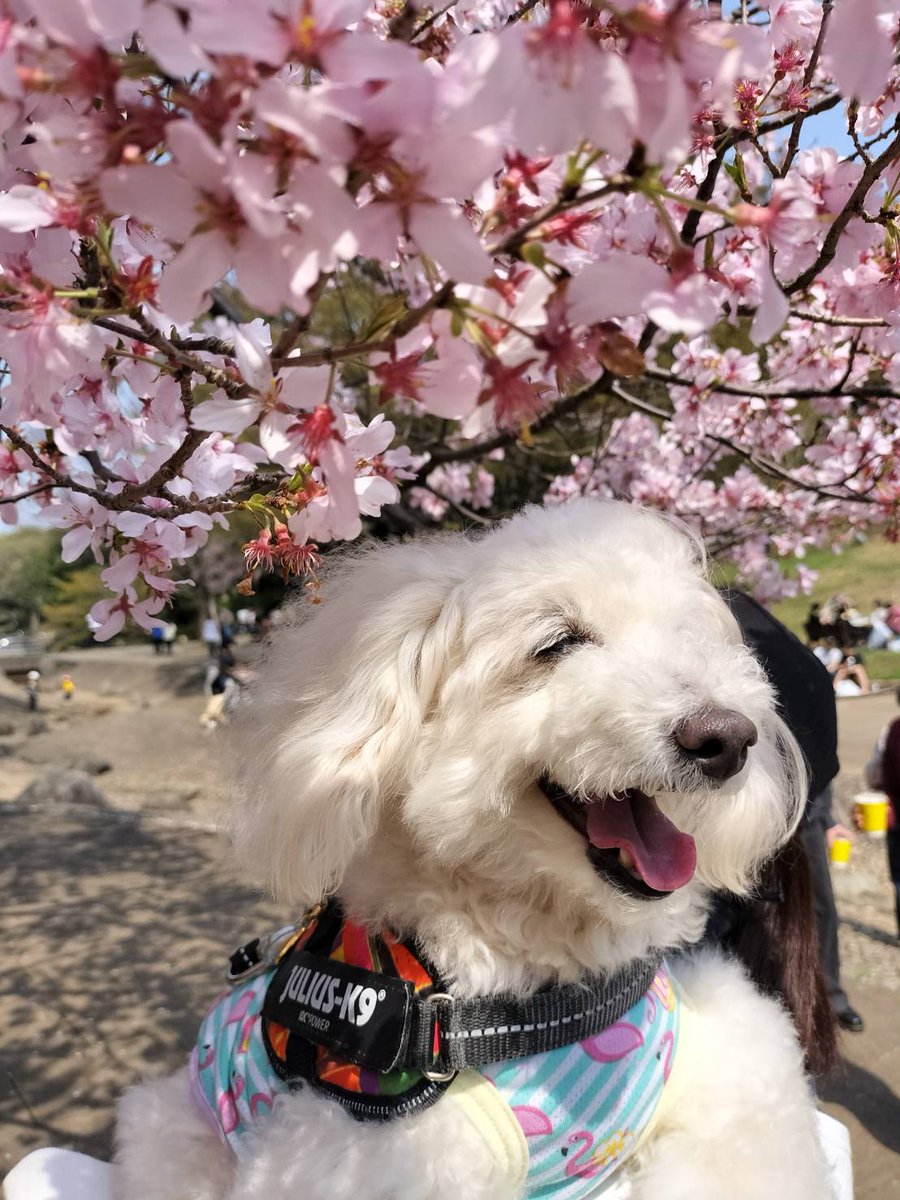 みりのみり歩🐾ᵕ̈ tweet media