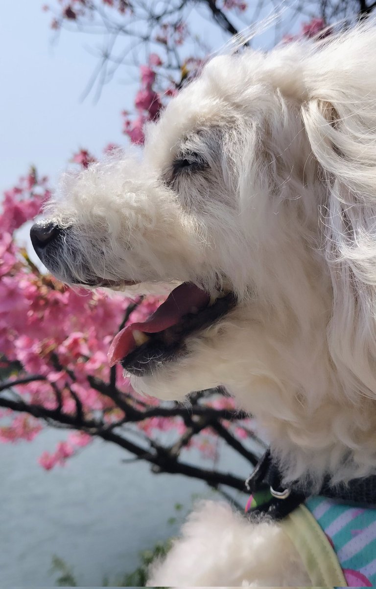 みりのみり歩🐾ᵕ̈ tweet media