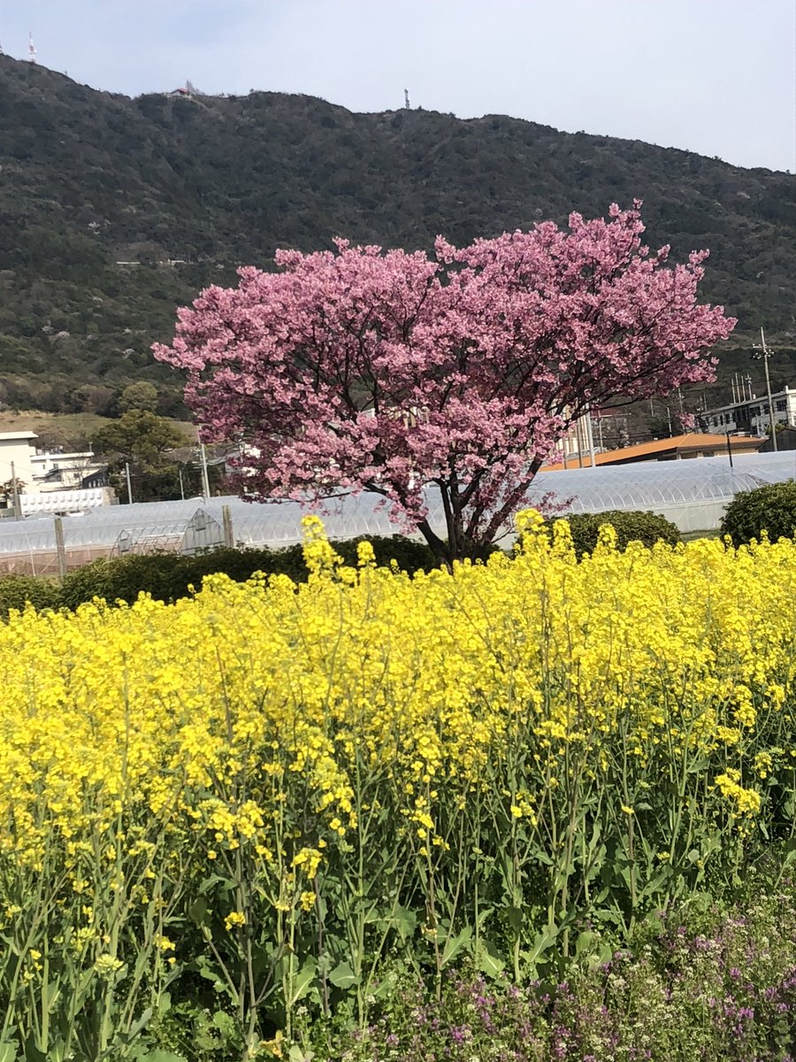 dw_p67's tweet photo. 春日神社
ハート形サクラ https://t.co/wAcI4kDv7U
