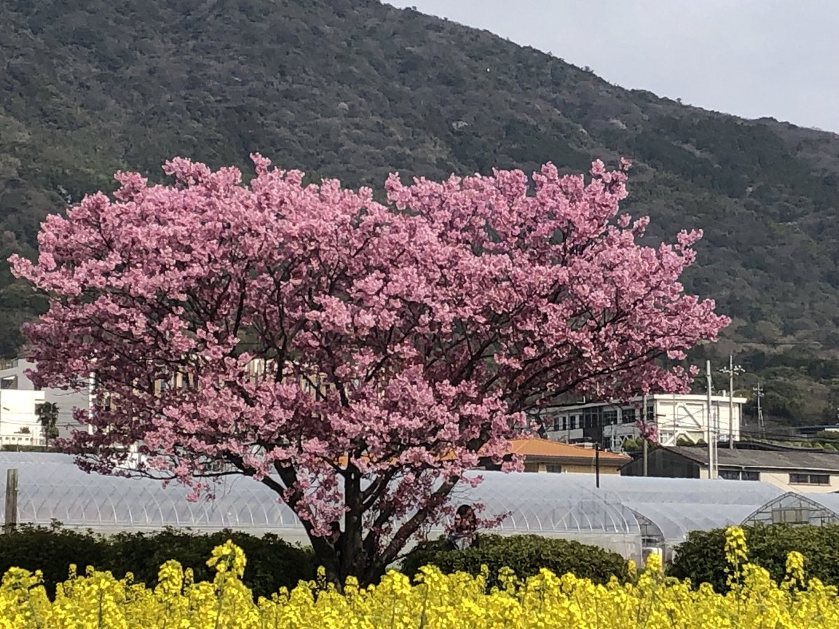 dw_p67's tweet photo. 春日神社
ハート形サクラ https://t.co/wAcI4kDv7U