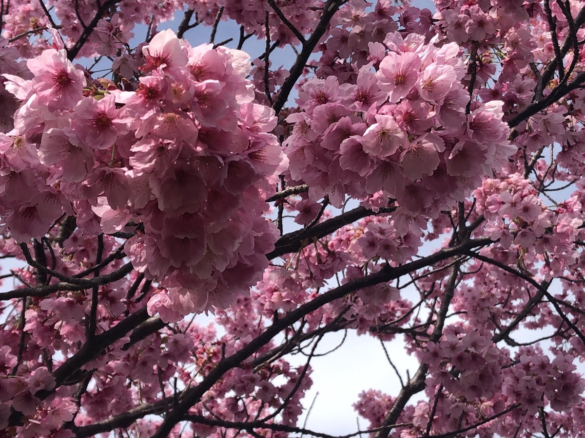 dw_p67's tweet photo. 春日神社
ハート形サクラ https://t.co/wAcI4kDv7U