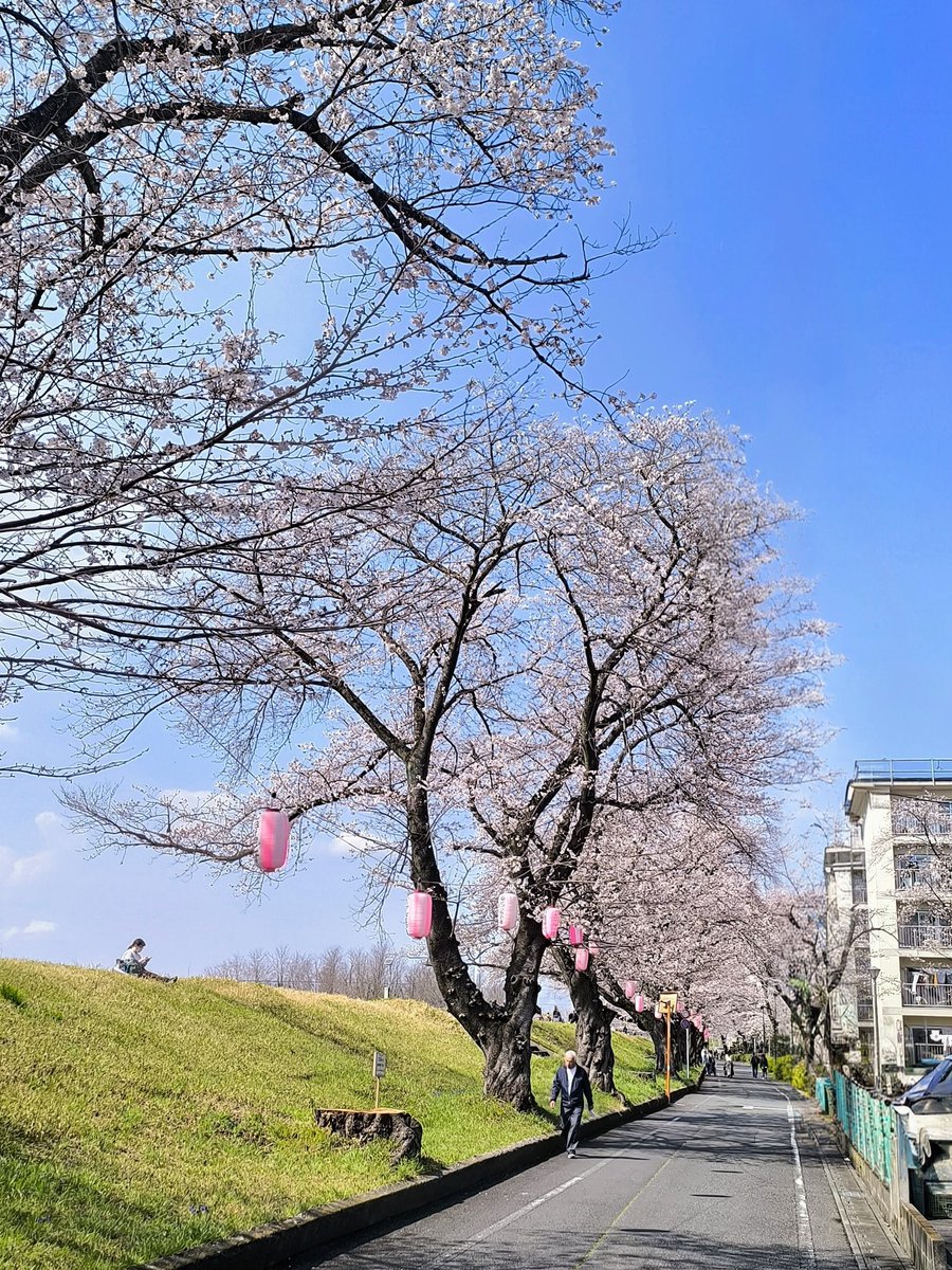 pottary's tweet photo. 多摩川の桜　土手の下側を歩くと桜枝が広がってて楽しい　切株の中心が空洞なので仕方ないけど随分伐採されちゃてるな https://t.co/ol71CixylN