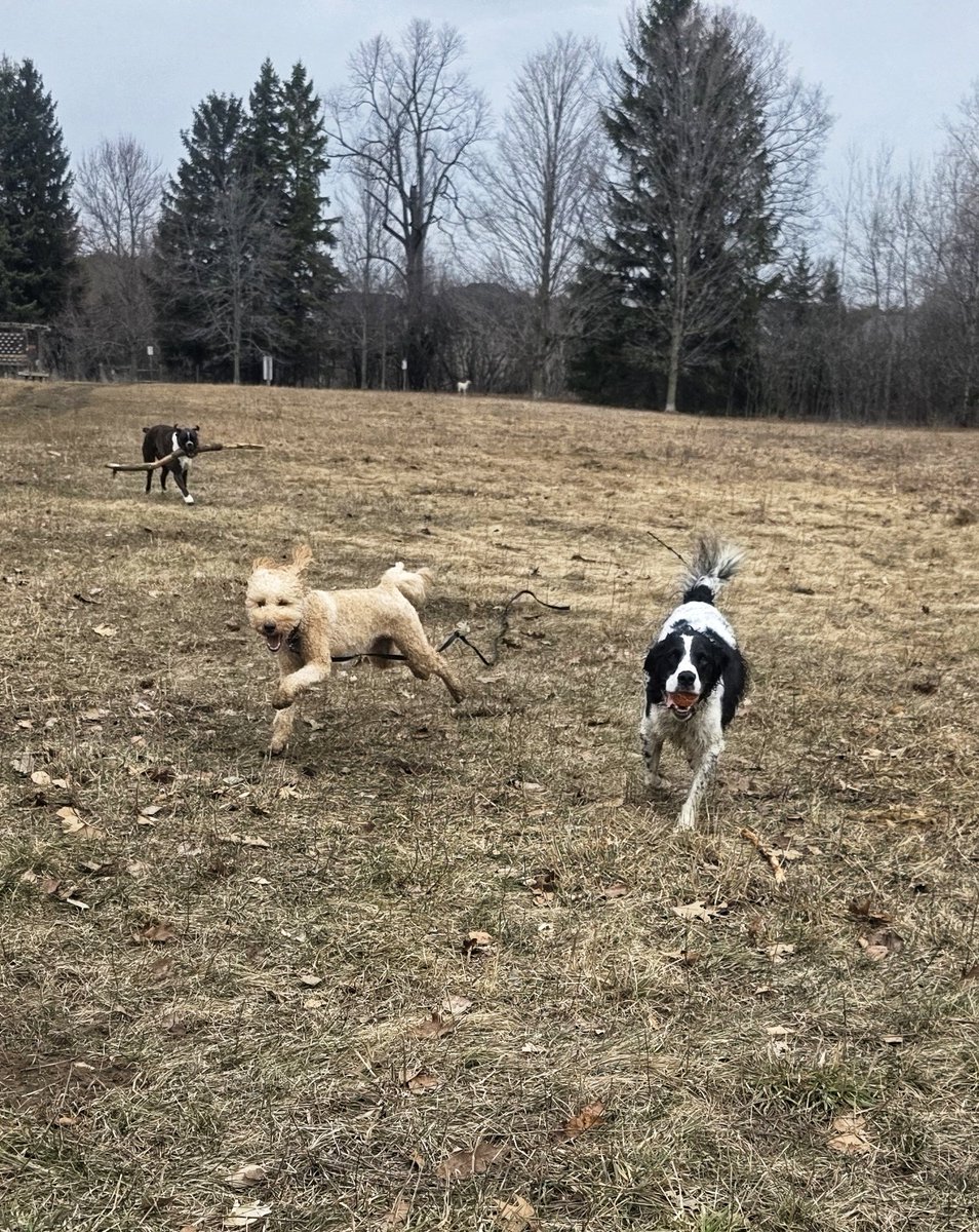 WalkinDogwalk's tweet image. Every pup was catching #springfever this week!
😜❤️🐾🐶🐕☀️❤️
#Sundayshenanigans #Sundayfunday #zoomies #walkinthedog