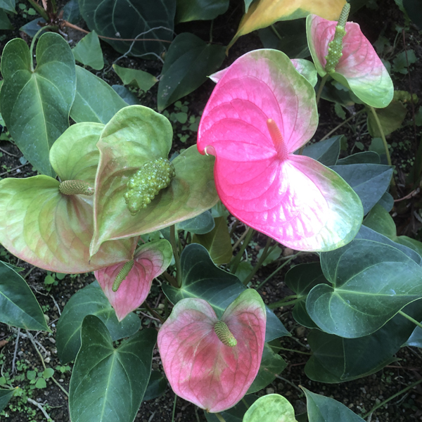 しーやん(志岐靖彦) tweet media