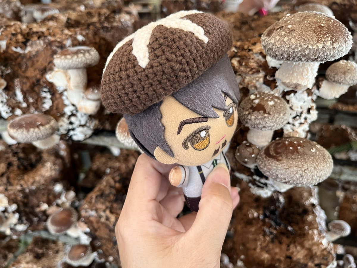 ぴーちゃん（虎廃） tweet media