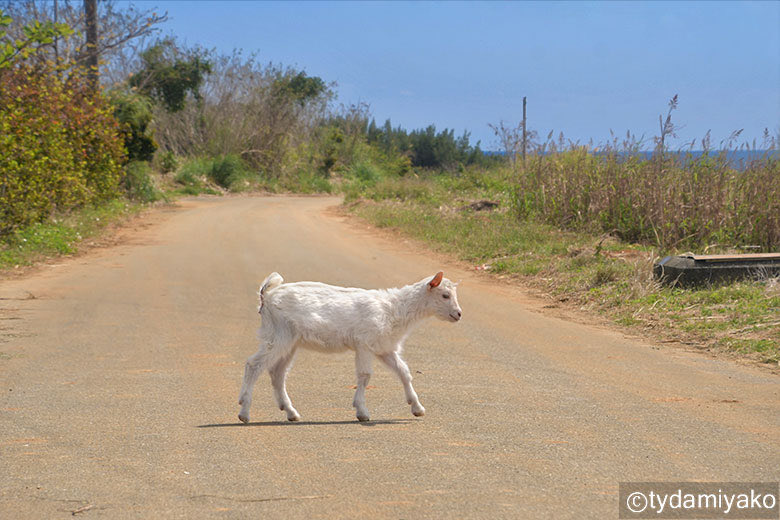 tydamiyako's tweet photo. 農道で子ヤギにばったり🐐
どうやらヤギ小屋を抜け出してきた様子🐾警戒心ゼロでトコトコと近づいてきて可愛さ満点💕お母さんのメェ〜のひと声でダッシュで小屋に戻り、囲いの隙間からスルッと中へ帰って行きました😄
#宮古島 #子ヤギ #脱走 #沖縄 https://t.co/d7WZe2hT7Z