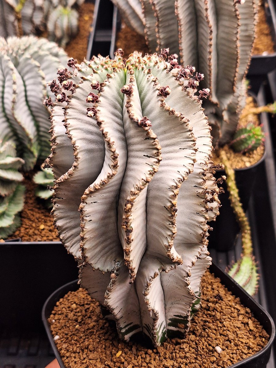 たかし tweet media