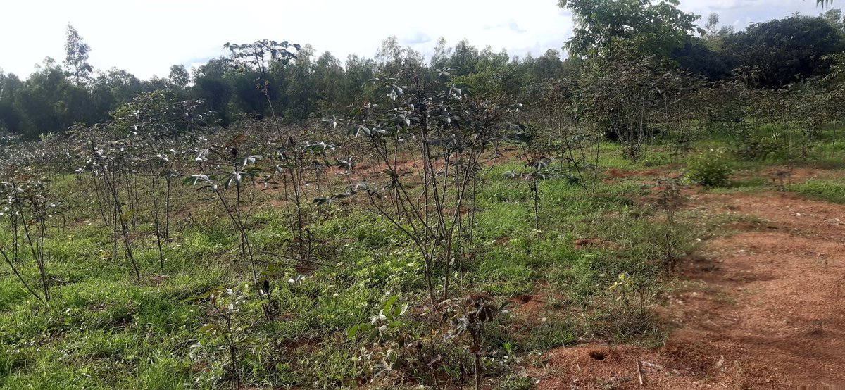 HouseInRwanda's tweet image. 🏠Industrial land for sale in Bugesera near airport of Rwanda Hot deal✈️

📐Plot size: 3,837.00 m²
💸 Price: 52,000,000 RWF
📄 Clear documents
📍 Good location

For further details:👇houseinrwanda.com/property/sale/…

Contact name:👨Sellers Robert Buyers

#plots #sale #kigali