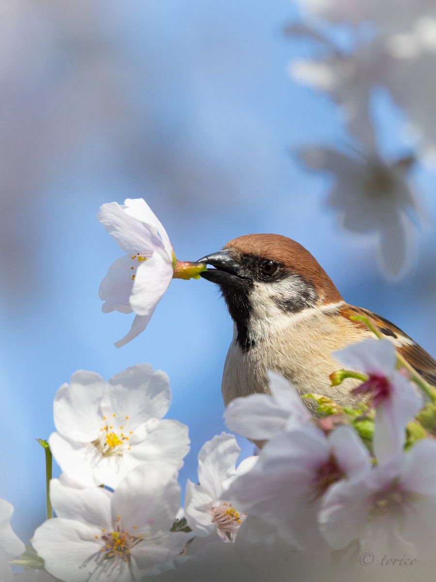 鳥山トリコ tweet media