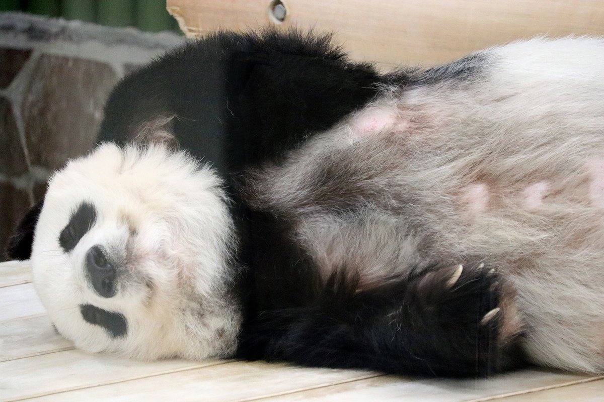 パンダライター 二木繁美｜『水曜日のお嬢様』発売中 tweet media