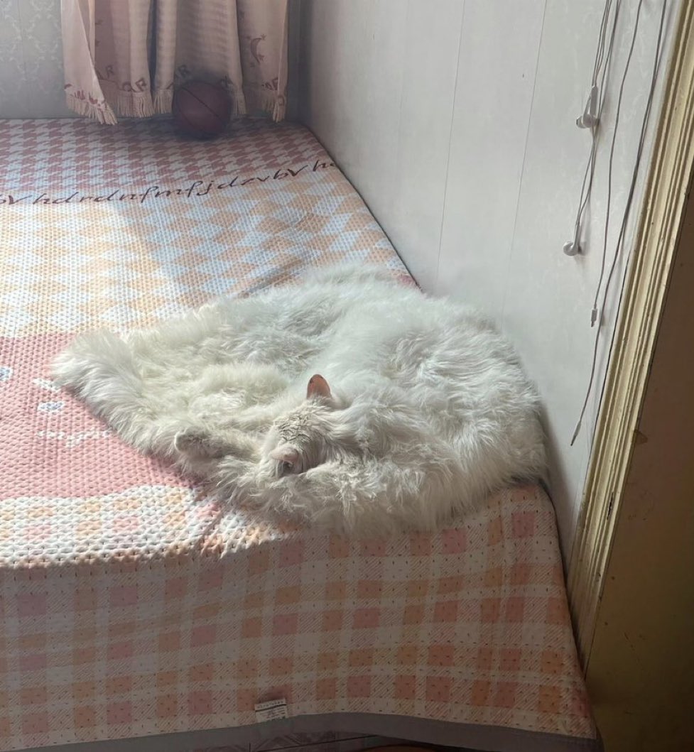 tyomateee2's tweet photo. カーペットなのか猫なのか識別できないレベルまで溶けてるぞ...🌞 https://t.co/hcPyd4OaQF