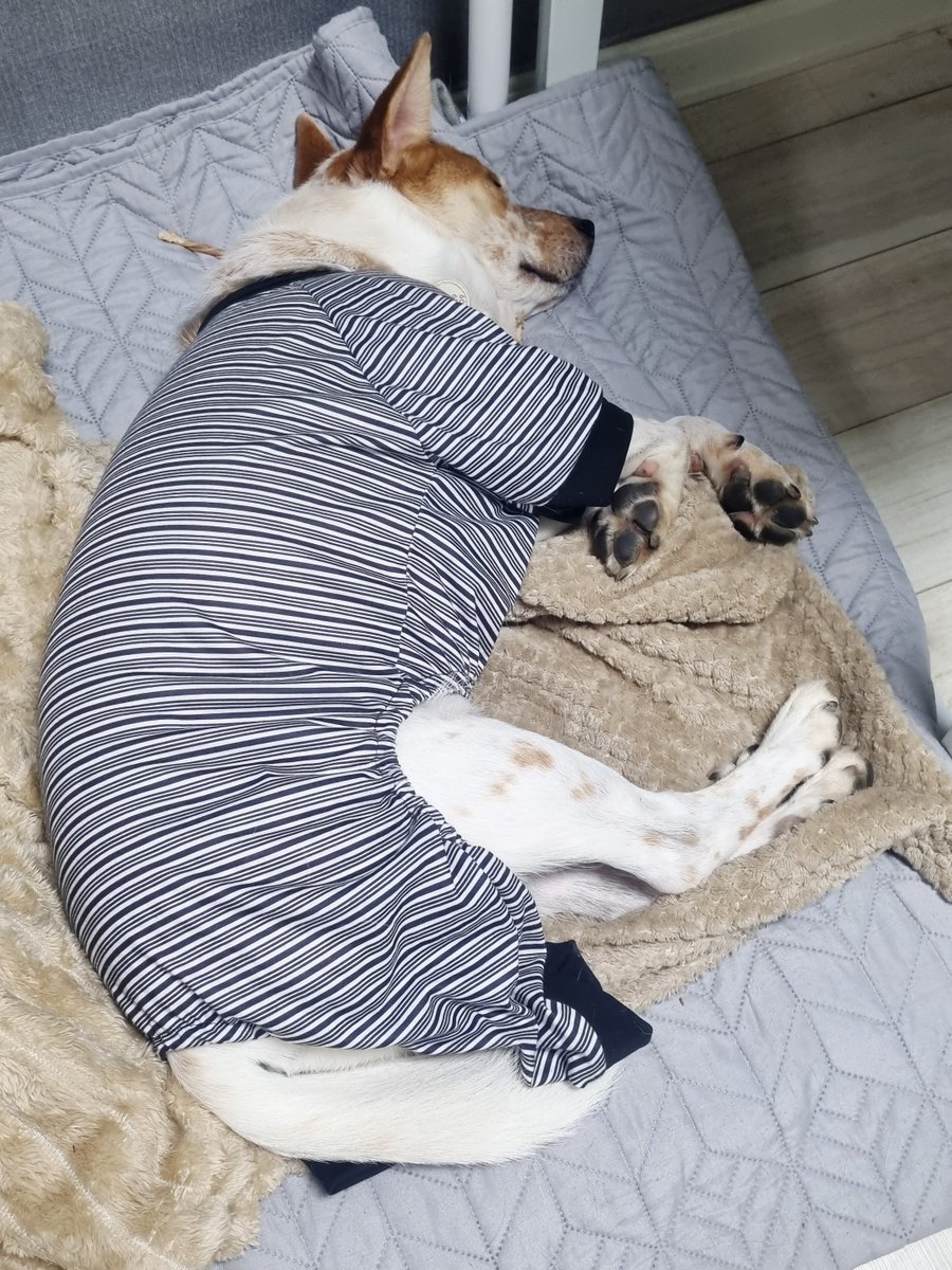 가족찾는마일로🐶 tweet media