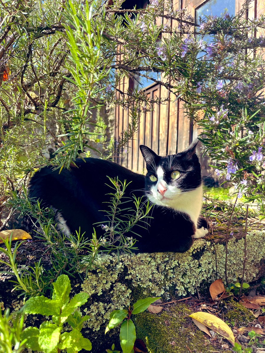 veltrv 🐾🩺👨‍⚕️ tweet media
