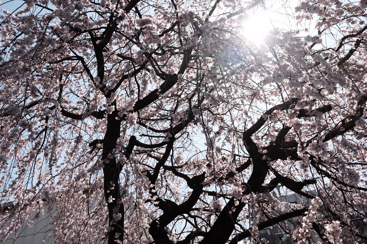 MSAZRO's tweet photo. Thankful for the cosmic coincidence that has placed me in Japan, beneath the blooming Sakura, right in time for the renaissance of US-Japanese digital love https://t.co/yVx1Ljo2sA