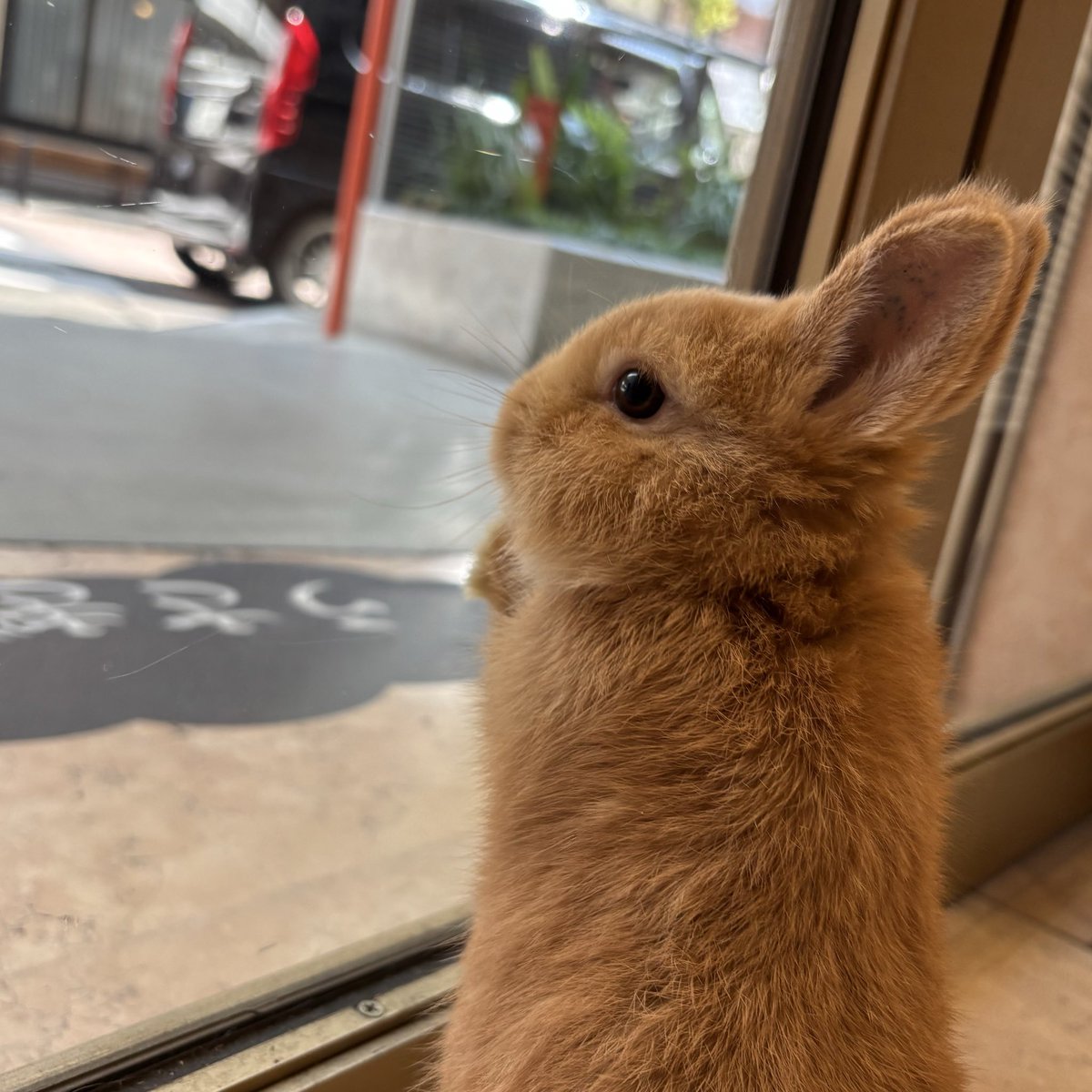 うさぎのしっぽhus二子玉川店 tweet media