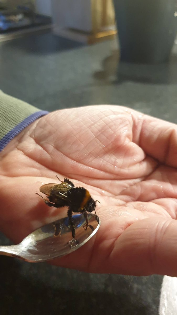 pimlemmers's tweet photo. Treft u vanwege de kou een verzwakte hommelkoningin aan. Geef haar dan wat suikerwater en verwarm haar in uw handpalm. Zij zal u dankbaar zijn! #hommels #savethebees #bumblebee #firstaidkit #wildebijen https://t.co/kZfkNwgRra