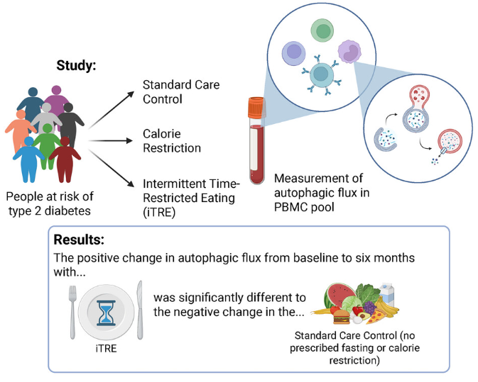 harjaim's tweet photo. Scientists just proved, for the first time in humans, that intermittent fasting activates autophagy - your body's cellular self-cleaning system.

A 2025 RCT published in the Journal of Physiology finally confirmed it works in living people. 

Here's what the science says. 

The study: 121 adults with obesity, randomised to 3 groups - standard care, calorie restriction, or intermittent fasting + time-restricted eating (iTRE) for 6 months. Researchers directly measured autophagic flux - a physiologically relevant marker in living humans. First time this had ever been done.

The result: at 6 months, the iTRE group showed a statistically significant increase in autophagic flux vs standard care (P=0.04). Calorie restriction alone? Not significant. It's not just eating less - it's the fasting itself that activates autophagy in humans. 

What is autophagy? When you fast, insulin and glucose drop. mTOR - the cell's growth signal - shuts off. This activates the ULK1 complex, which initiates autophagy: degrading damaged proteins, dysfunctional organelles, and misfolded cellular junk. Nobel Prize-winning biology 

A separate gene expression study found that 4 weeks of IF upregulated 3 key autophagy genes: LAMP2 by 4.2x, LC3B by 1.9x, and ATG5 by 1.4x - alongside significant drops in body weight, BMI, fat mass, and inflammatory markers. The genes themselves change in response to fasting.

How long do you need to fast? Current estimates from human marker studies: autophagy ramps up after roughly 14-16 hours of fasting. 16:8 (eating within an 8-hour window) appears sufficient to cross this threshold - you don't need 72-hour fasts to activate cellular clean up.

Why does this matter beyond weight? Autophagy clears the cellular debris that accumulates with aging - misfolded proteins linked to Alzheimer's, dysfunctional mitochondria linked to metabolic disease, and damaged organelles linked to cancer initiation. Impaired autophagy is a hallmark of aging itself.

Average Indian eating window is 14-16 hours - chai at 7 AM, dinner at 9-10 PM. That keeps insulin elevated all day and suppresses autophagy completely. Compressing to 8-10 hours (skip the morning chai with milk, eat first meal at noon) is the simplest autophagy protocol available.

Practical setup:
- Last meal by 7 PM.
- First meal at noon (1 PM).
- Black coffee or plain water in the morning.
- Break fast with high protein meal
- No milky chai during the fasting window, it spikes insulin and blocks autophagy.

16 hours. That's it.

This is no longer animal data extrapolated to humans. A 2025 RCT confirmed it: fasting activates autophagy in real people. If you want cellular repair, not just fat loss, 16:8 is your entry point. 

https://t.co/5TDF97x3pQ
https://t.co/DCvUBGilR1

#IntermittentFasting #IF #MetabolicHealth #autophagy