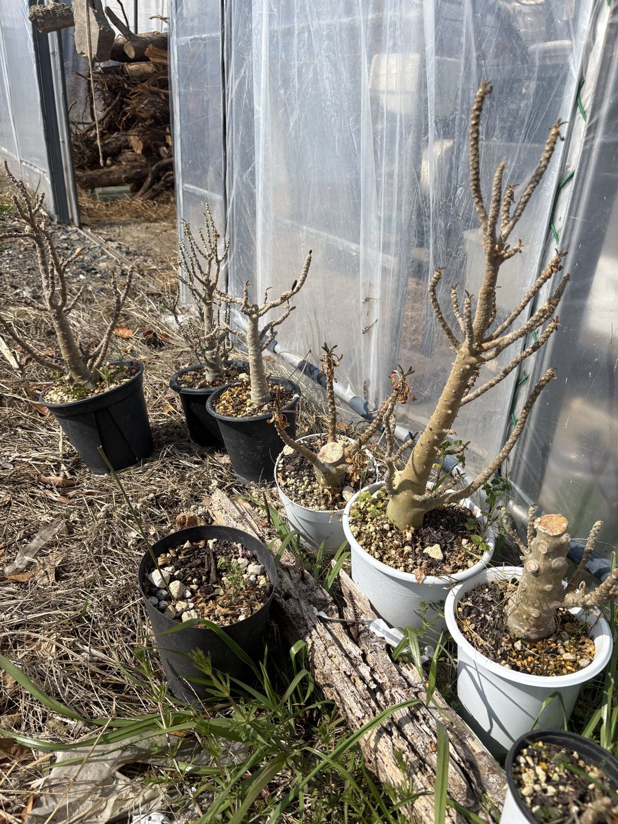 少しマニアックな塊根植物、手放します〜❣️取りに来ていただける方 