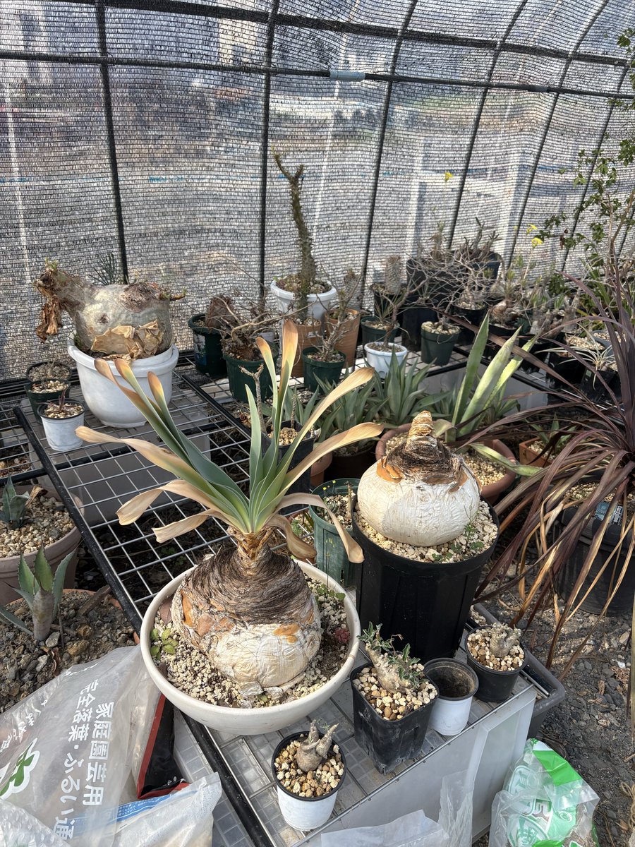 少しマニアックな塊根植物、手放します〜❣️取りに来ていただける方 