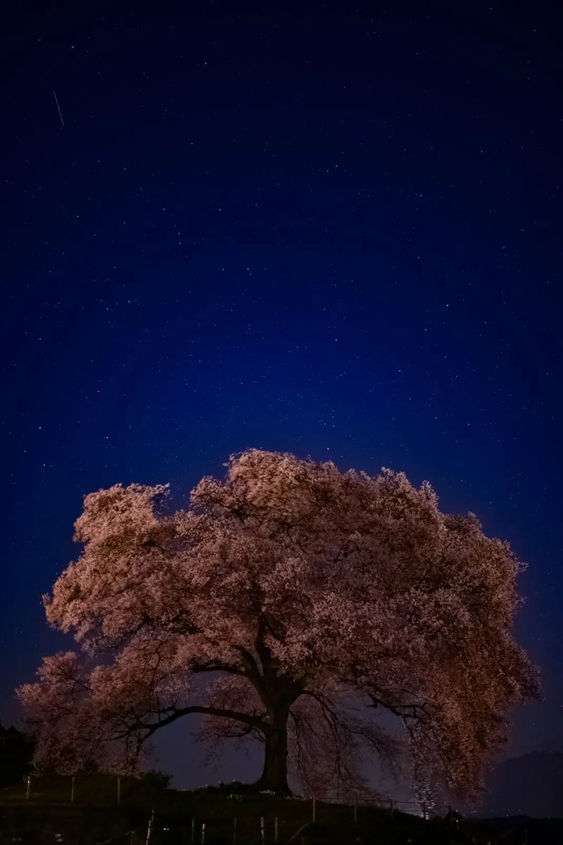 シューマイ( ･ิω･ิ) tweet media