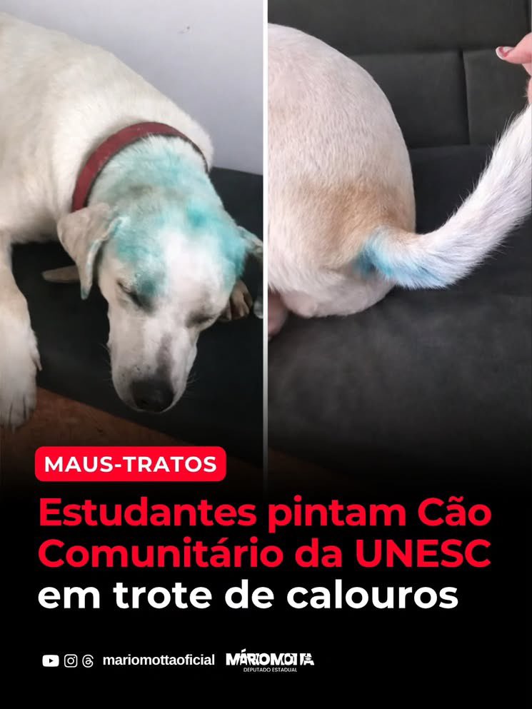 Enfermeiro do Orelha tweet media