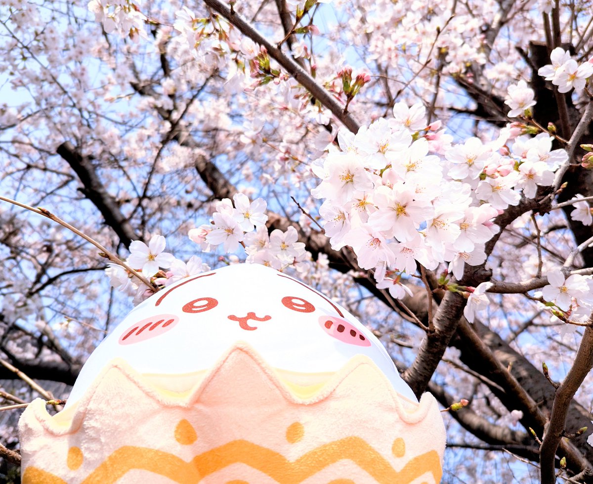 おちゃプル tweet media