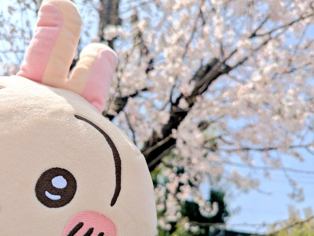 おちゃプル tweet media