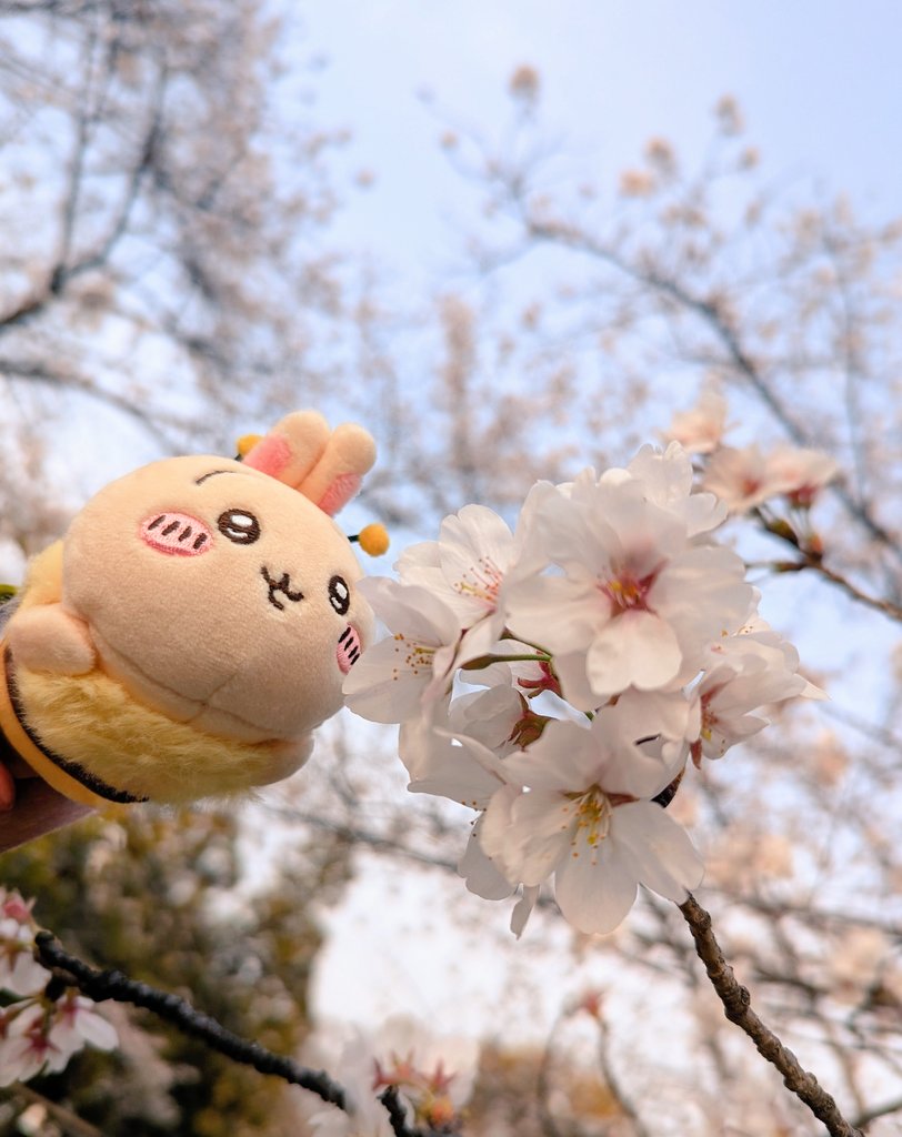 おちゃプル tweet media