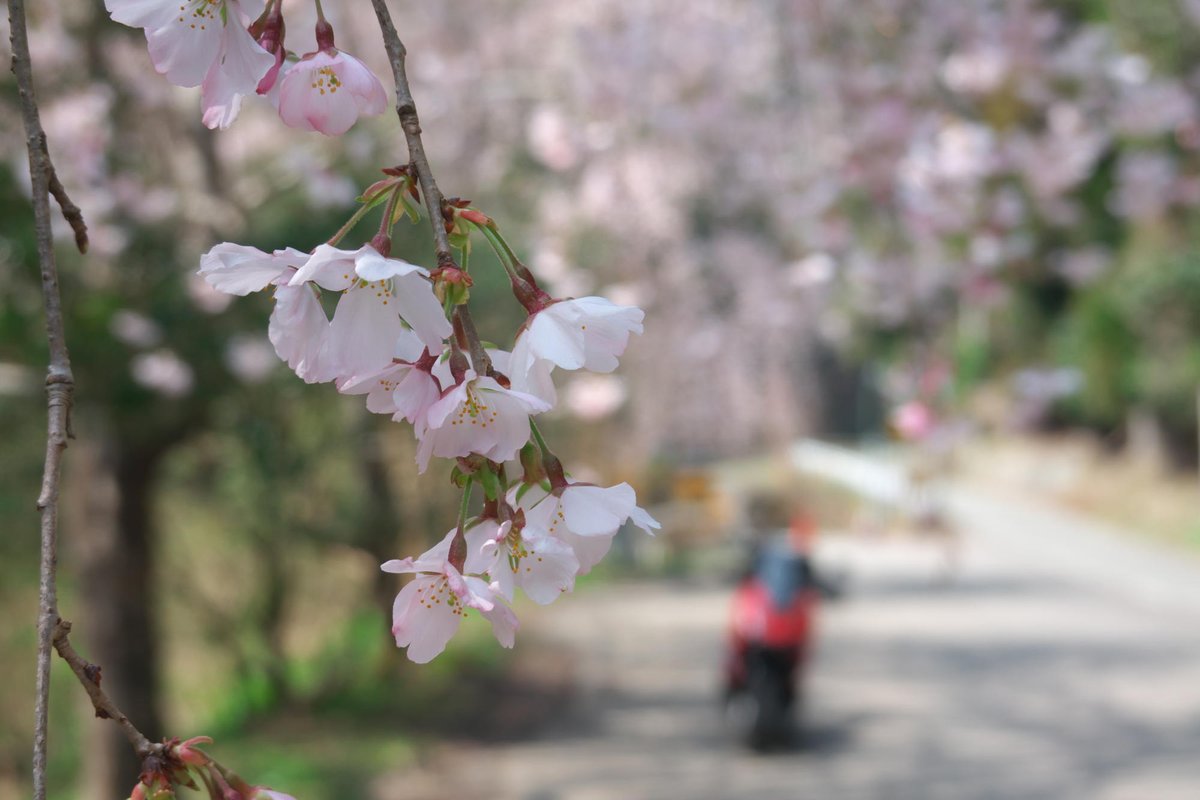 がんちゃん(💉FFMMFF) tweet media