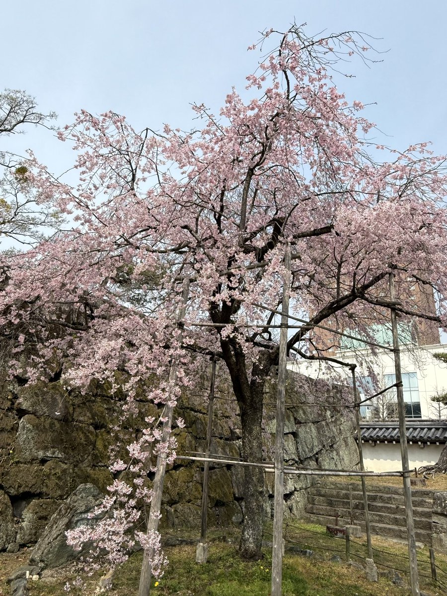 ぽむらん tweet media