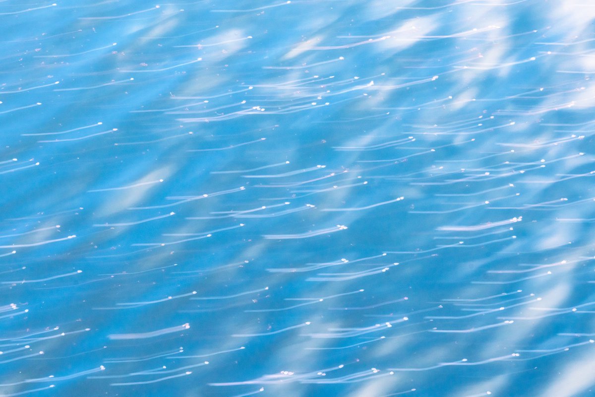 髙橋大翔 tweet media