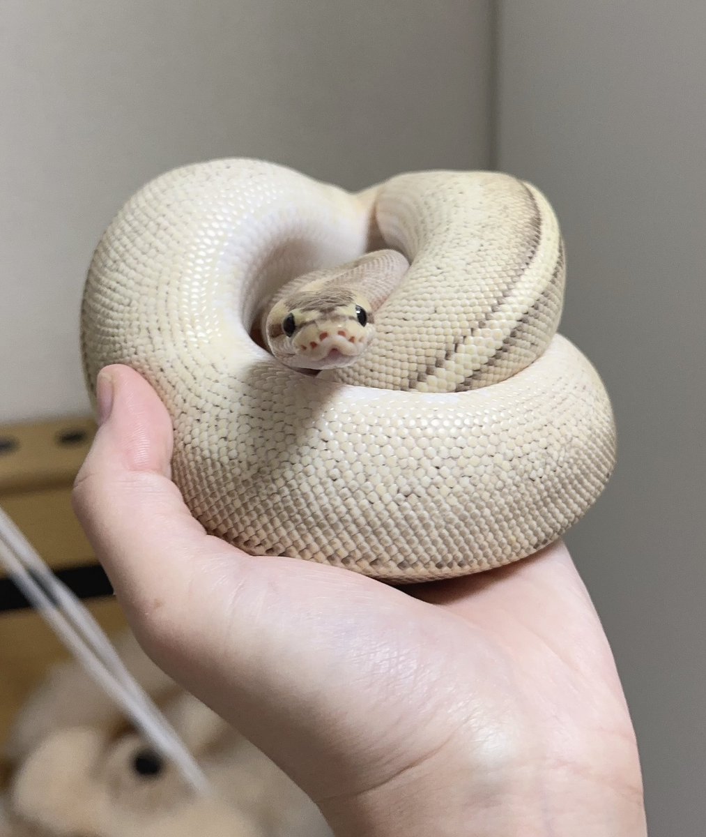 ⭐️藍🌙理☀️ tweet media