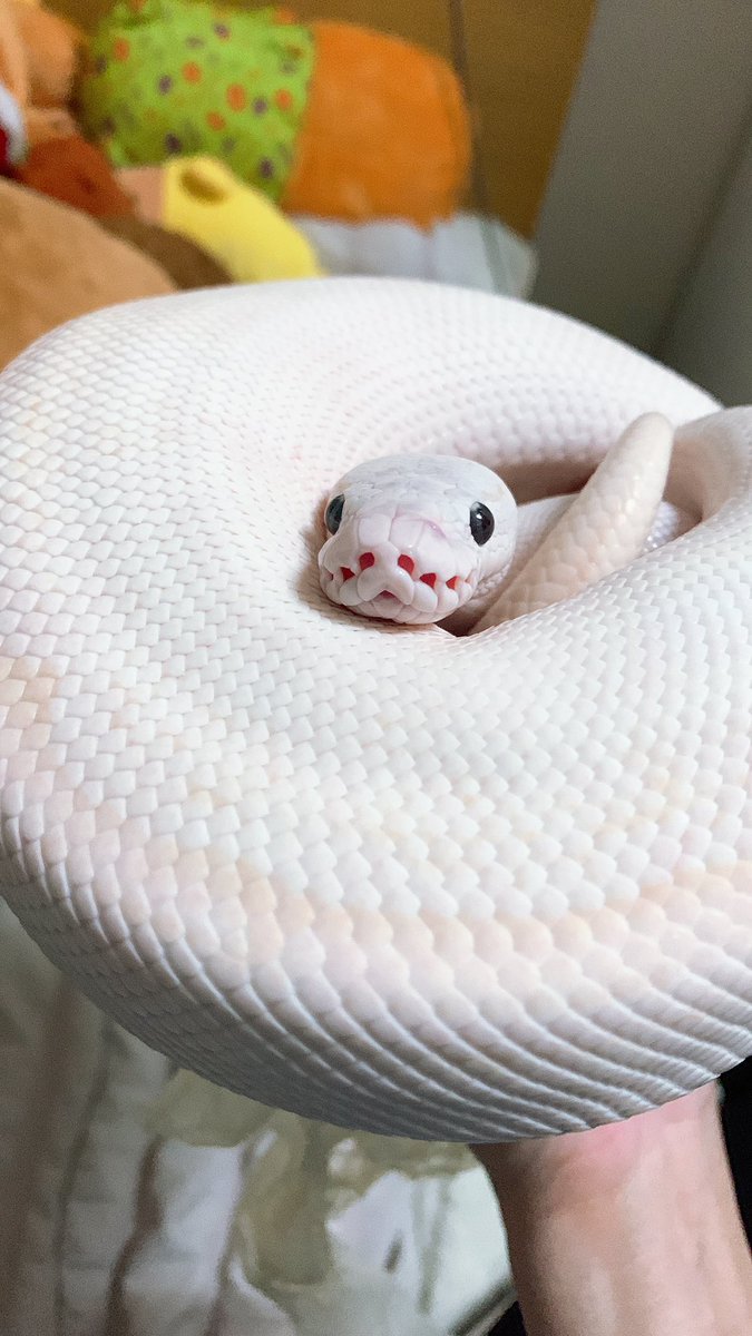 ⭐️藍🌙理☀️ tweet media